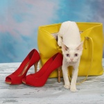 cat-crawling-out-of-purse