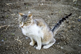 ontwikkeling Uitrusten ondersteboven Last van kattenpoep - Weetjes over katten