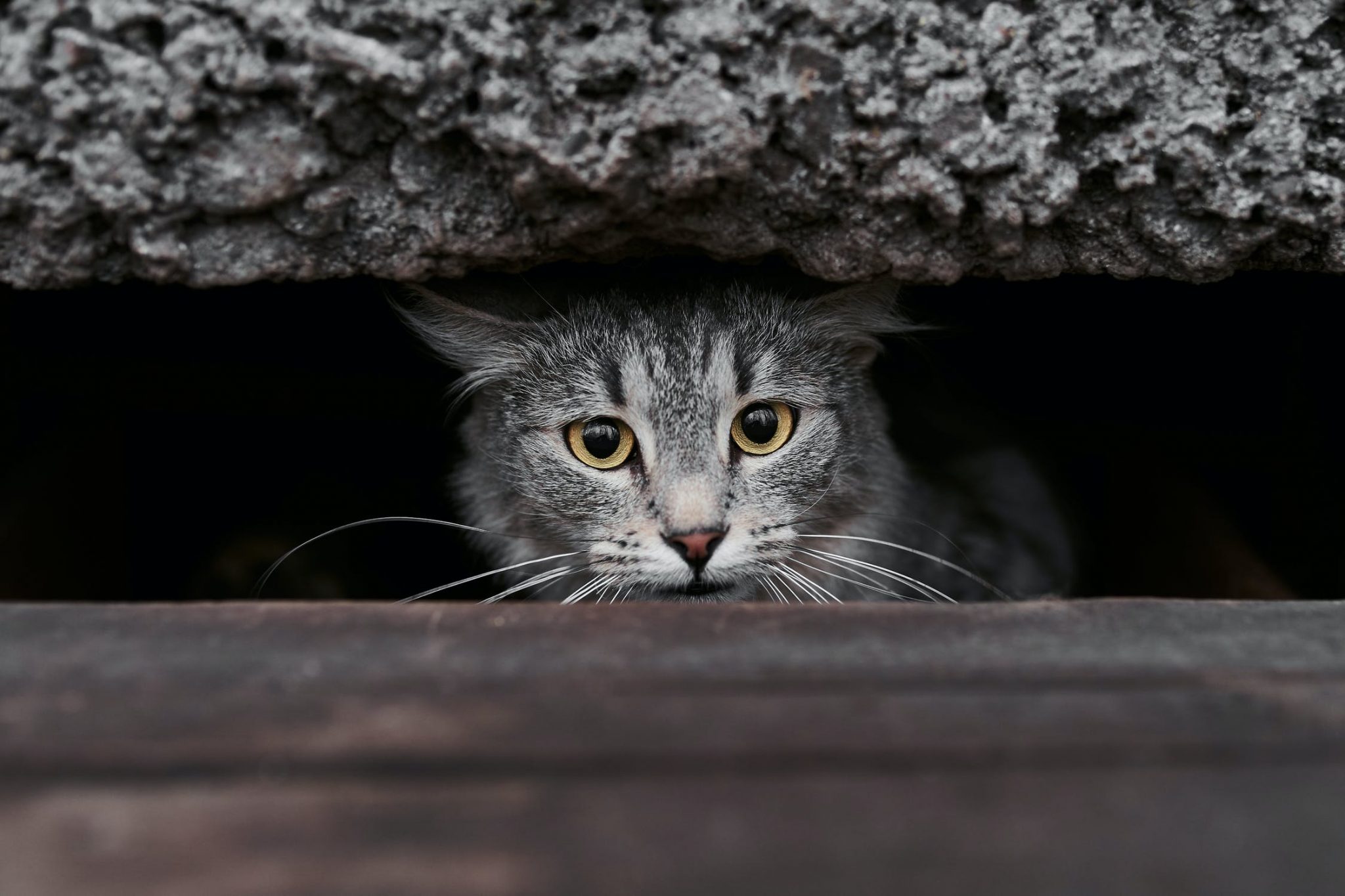 Hoe kun je je kat uit de garage houden? WEETJES OVER KATTEN