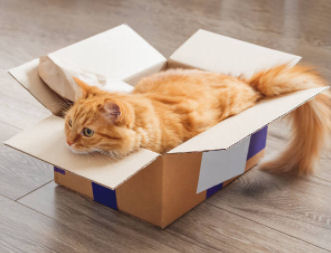 Kartonnen doos en de kat - katten