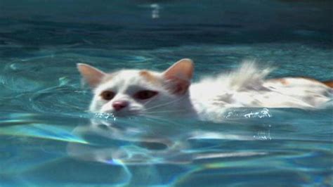 Telegraaf Rijd weg Maan Waarom haten katten water - Weetjes over katten